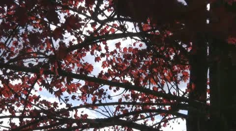 Maple tree Stock Footage 10884748