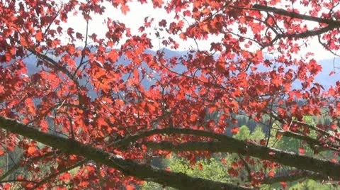 Maple tree Stock Footage 10884823