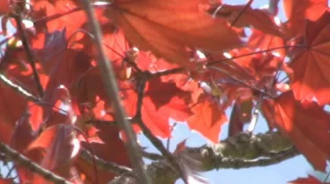 Maple tree Stock Footage 10884834
