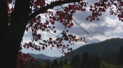 Maple tree Stock Footage 10884848