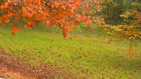 Maple tree Video stock 22580099