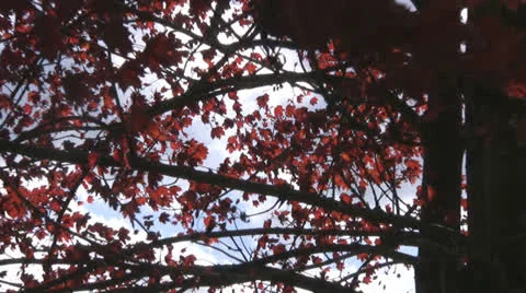 Maple tree Stock Footage 22581250
