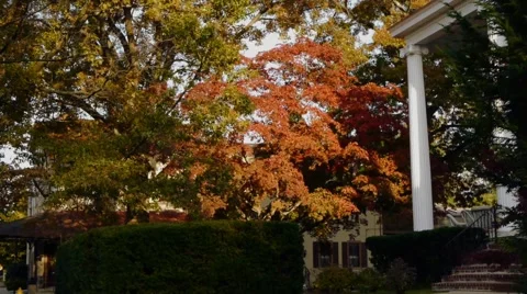 MAPLE TREE Stock Footage 48332218