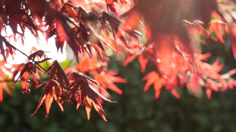 Maple tree 動画素材 60644133