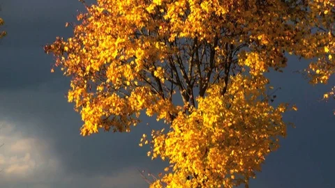 Maple tree 库存影片 85684767