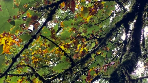 Maple Tree Stock Footage 139894763