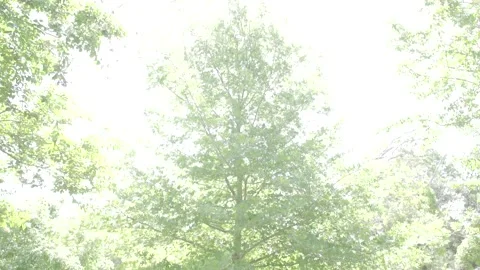 Maple tree Video stock 246944501