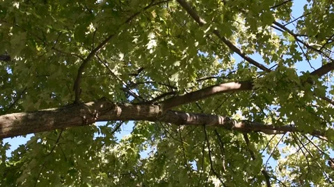 Maple Tree Video stock 264941466