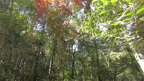 Maple tree in the forest in the autumn Stock Footage 149088245