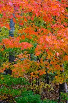 Maple tree in the forest in fall Stock-Fotos