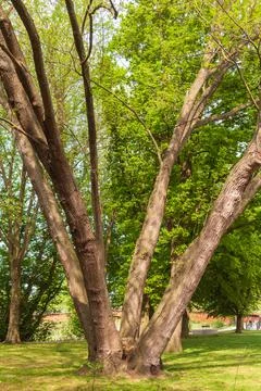Maple tree four divided Stock Photos