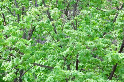 Maple tree fresh foliage in spring. Sycamore maple Acer pseudoplatanus broad Stock Photos