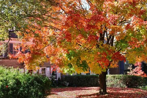 Maple tree in front yard of house with brilliant fall colors Stock Photos
