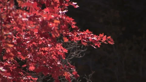 A maple tree in full color gentle sways in the breeze 스톡 동영상 56224954