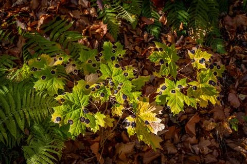 Maple tree fungus, which causes black spots on maple leaves Foto stock