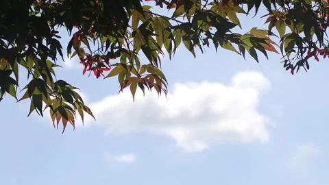 Maple tree in the garden Stock-Footage 310215967