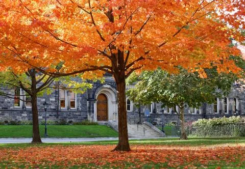 Maple tree with glorious fall colors in front of gothic style college Stock Photos