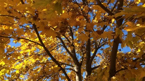 Maple Tree with Golden Leaves on a Breezy Day Stock Footage