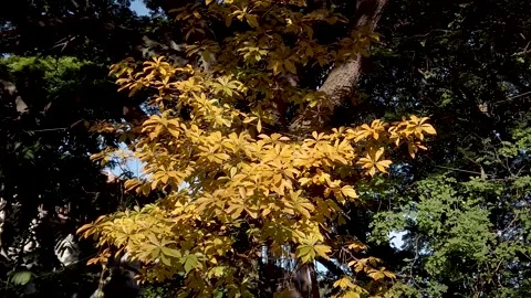 Maple tree with golden yellow leaves shining against the soft sunlight. Stock Footage 154408762