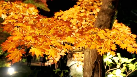 Maple tree with golden yellow leaves with lights Stock Footage 234082059