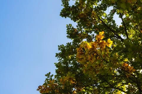 Maple tree green and orange leaves against blue sky background. Stock Photos