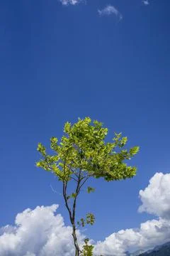 Maple tree with green foliage against cloudy blue sky Foto stock