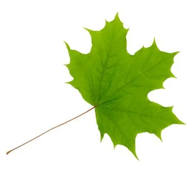 Maple tree green  leaf isolated on white background. cer platanodes. Stock Photos
