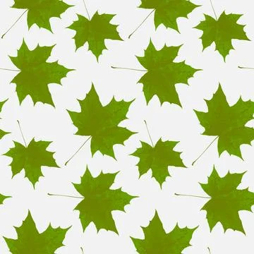 Maple tree green leaf seamless pattern, repeat background for textile Stockillustratie