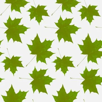 Maple tree green leaf seamless pattern, repeat background for textile Illustrazione stock
