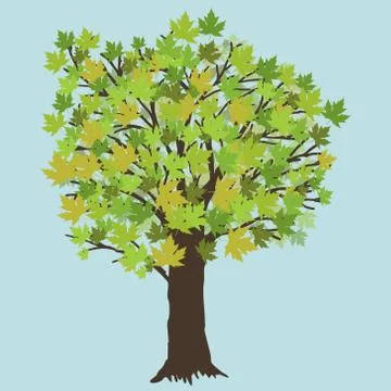 Maple tree with green leafs Illustrazione stock