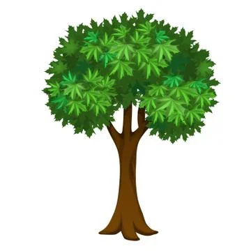 Maple tree with green leaves isolated on white background. Vector cartoon close Stock Illustration