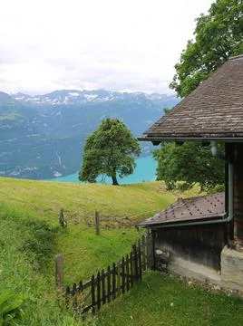 Maple tree growing above Lake Brienzersee. Planalp, Switzerland. Stock Photos