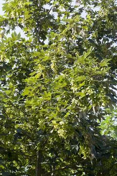 Maple tree growing in nature Stock Photos