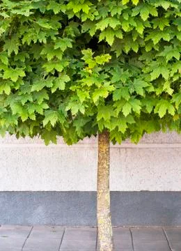 Maple tree growing on the pavement Stock Photos