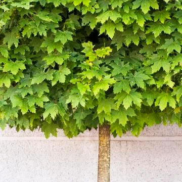 Maple tree growing on the pavement Stock Photos