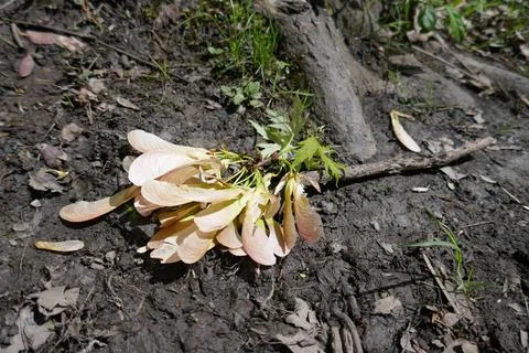 Maple tree helicopter seed cluster on ground Stock Photos