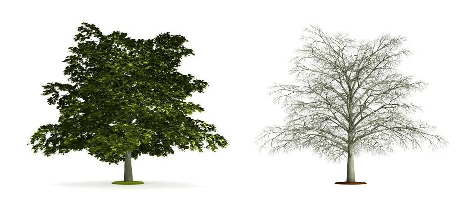 Maple tree. Stock Illustration