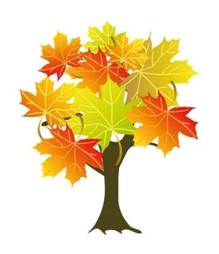 Maple tree Stock Illustration