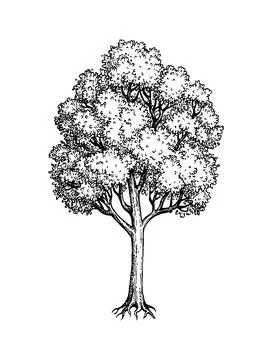 Maple tree ink sketch. Illustrazione stock