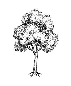 Maple tree ink sketch. Stock Illustration