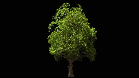 Maple tree isolated on black, light wind blowing, seamless loop animation 4K Stock Footage 160045285