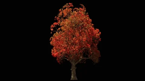 Maple tree isolated on black, light wind blowing, seamless loop animation 4K Stock Footage 160045300