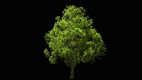 Maple tree isolated on black, light wind blowing, seamless loop animation 4K Stock Footage 160045313