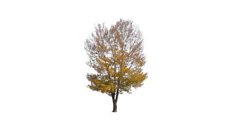 A maple tree isolated on white background. Autumn or fall yellow leaves - Apple  Stock Footage 141646438