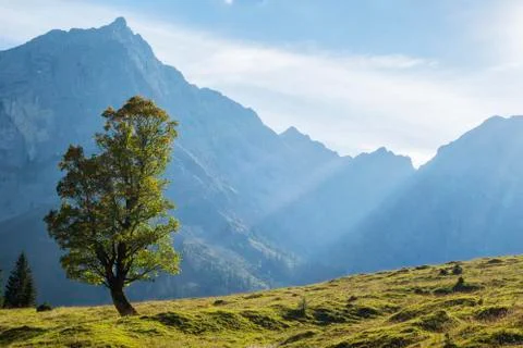 Maple tree in the karwendel alps Stock Photos