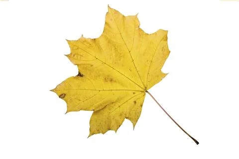 Maple tree leaf with autumn colors, isolated on white background Stock Photos