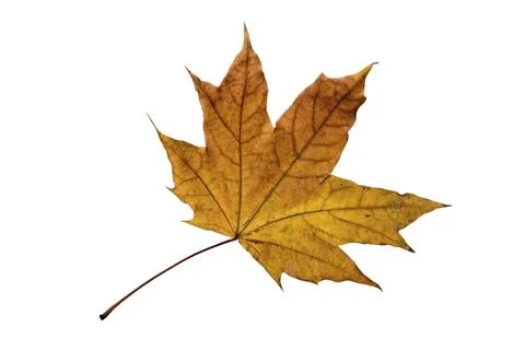 Maple tree leaf with autumn colors, isolated on white background Stock Photos