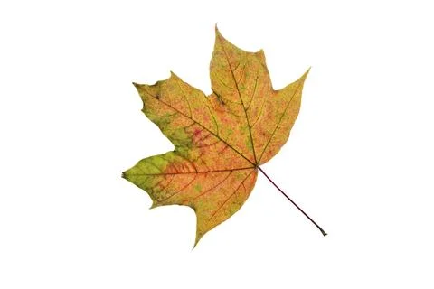 Maple tree leaf with autumn colors, isolated on white background Stock Photos