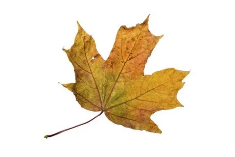 Maple tree leaf with autumn colors, isolated on white background Stock Photos
