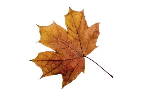 Maple tree leaf with autumn colors, isolated on white background Stock Photos
